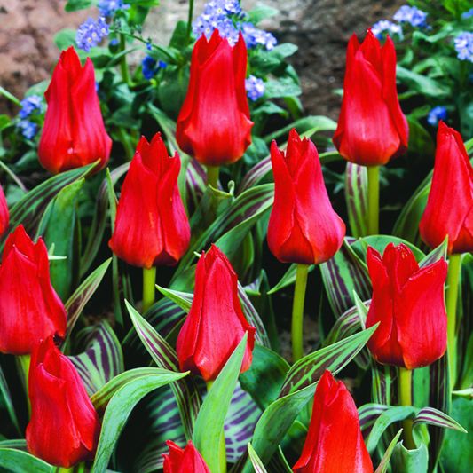 TULIP RED RIDING HOOD BULK VALUE Tulips Bulbs Windy Ridge